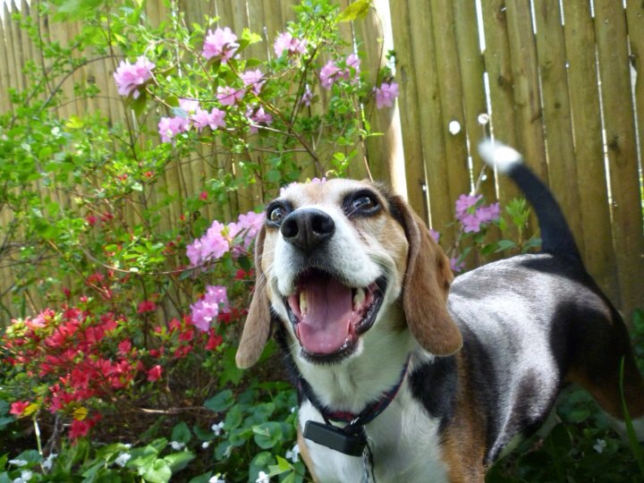 Daisy Dog Book List Flowers