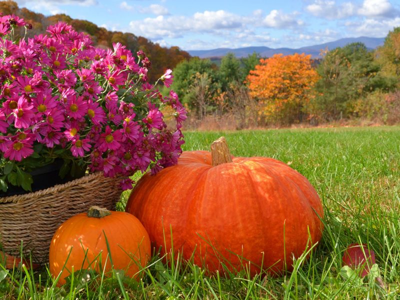 Fall Fun List Flowers